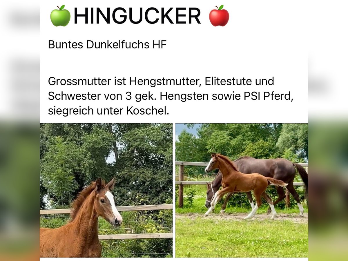 Hanoverian Stallion Foal (04/2025) Chestnut in Münster Hanoverian Stallion Foal (04/2025) Chestnut in Münster