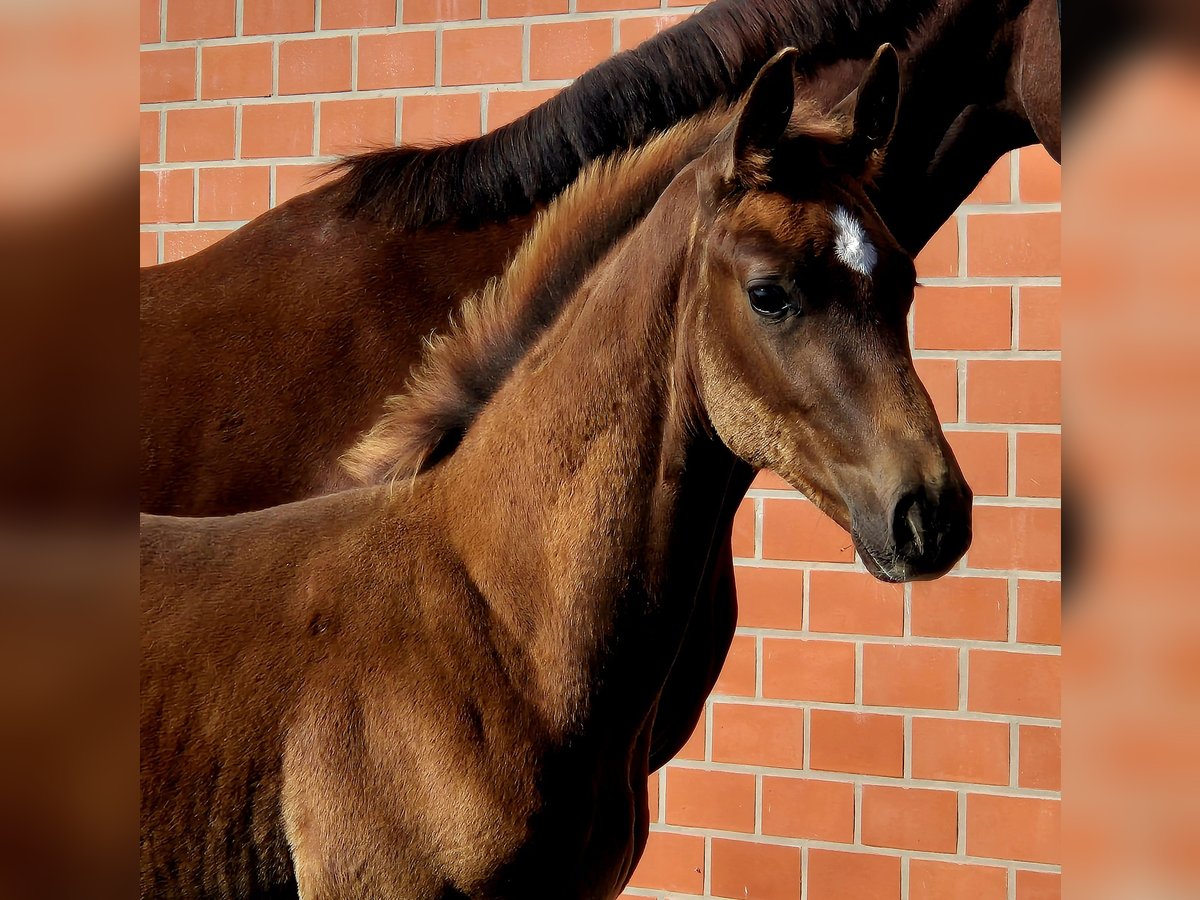 Hanoverian Stallion Foal (06/2025) Chestnut in Ochtersum