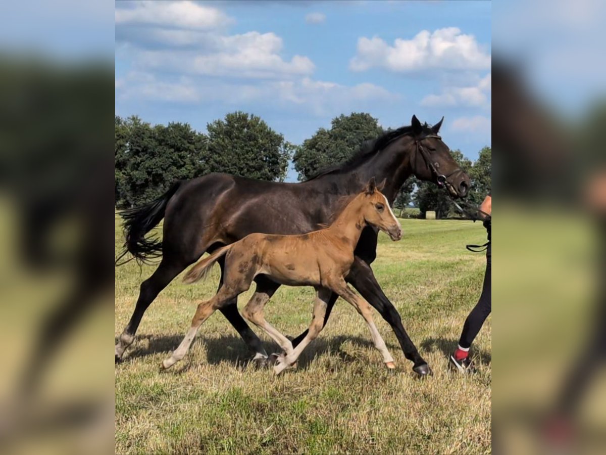 Hanoverian Stallion Foal (06/2025) Chestnut in Gro&#xDF;enkneten