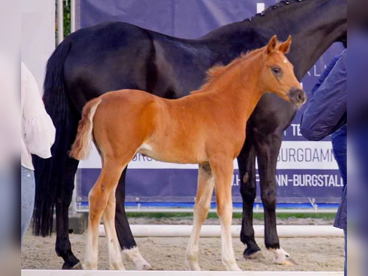 Hanoverian Stallion  Chestnut in Verden (Aller)