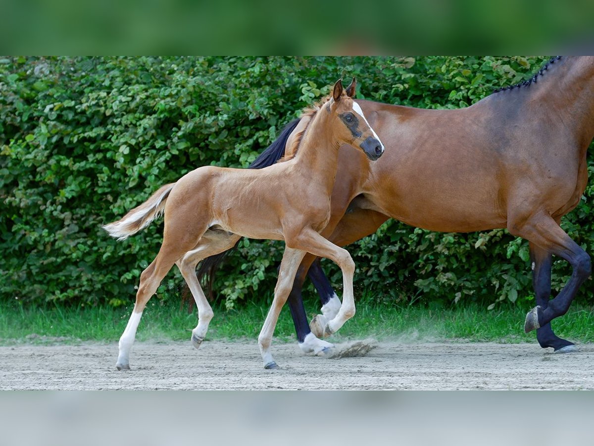 Hanoverian Stallion Foal (01/2024) Chestnut-Red in Mönchengladbach