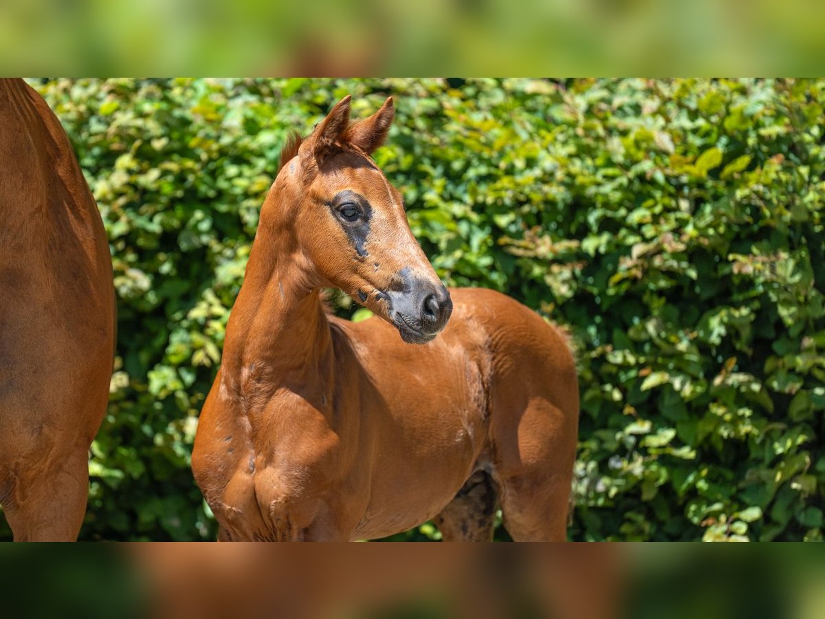 Hanoverian Stallion Foal (01/2024) Chestnut-Red in Mönchengladbach