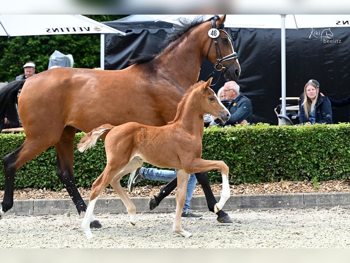 Hanoverian Stallion  Chestnut-Red in Bruchhausen-Vilsen