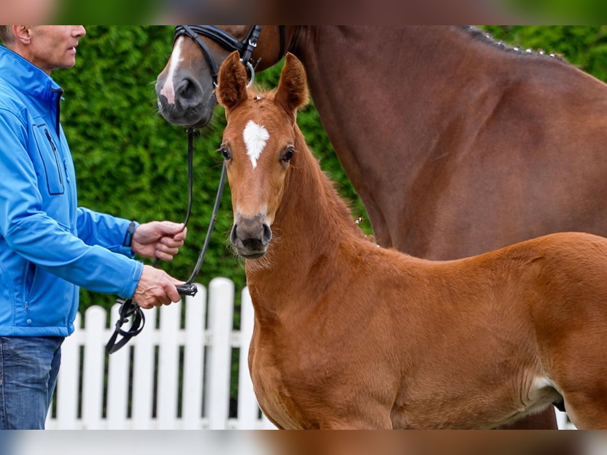 Hanoverian Stallion  Chestnut-Red in Celle