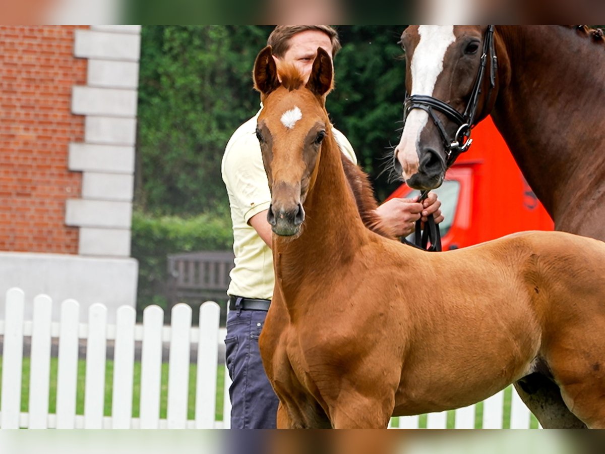 Hanoverian Stallion  Chestnut-Red in Celle