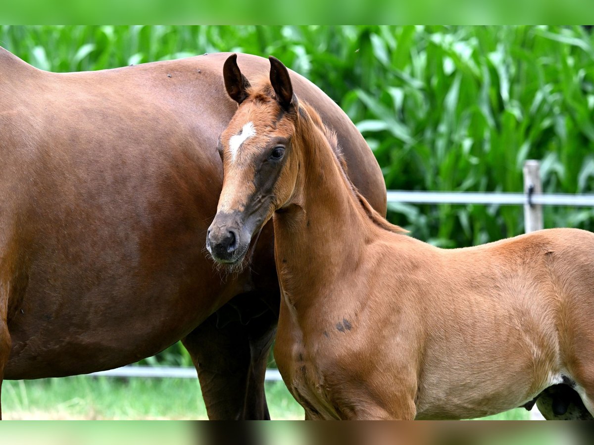 Hanoverian Stallion  Chestnut-Red in Celle
