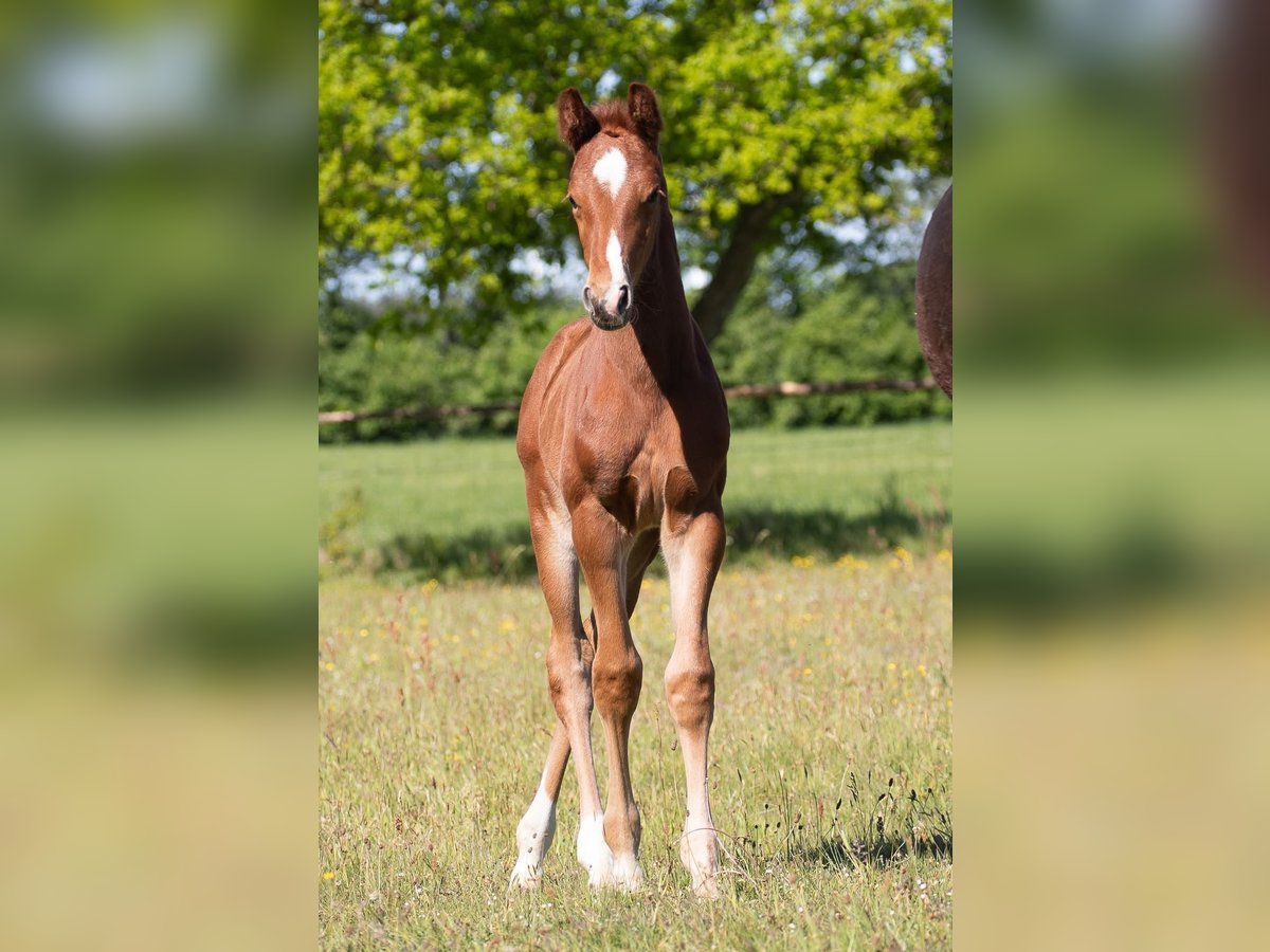 Hanoverian Stallion  Chestnut-Red in Cuxhaven