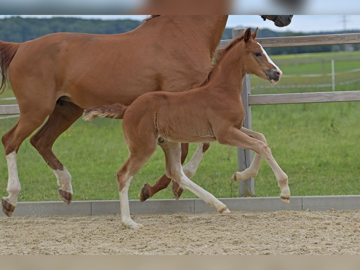 Hanoverian Stallion  Chestnut-Red in Ettringen