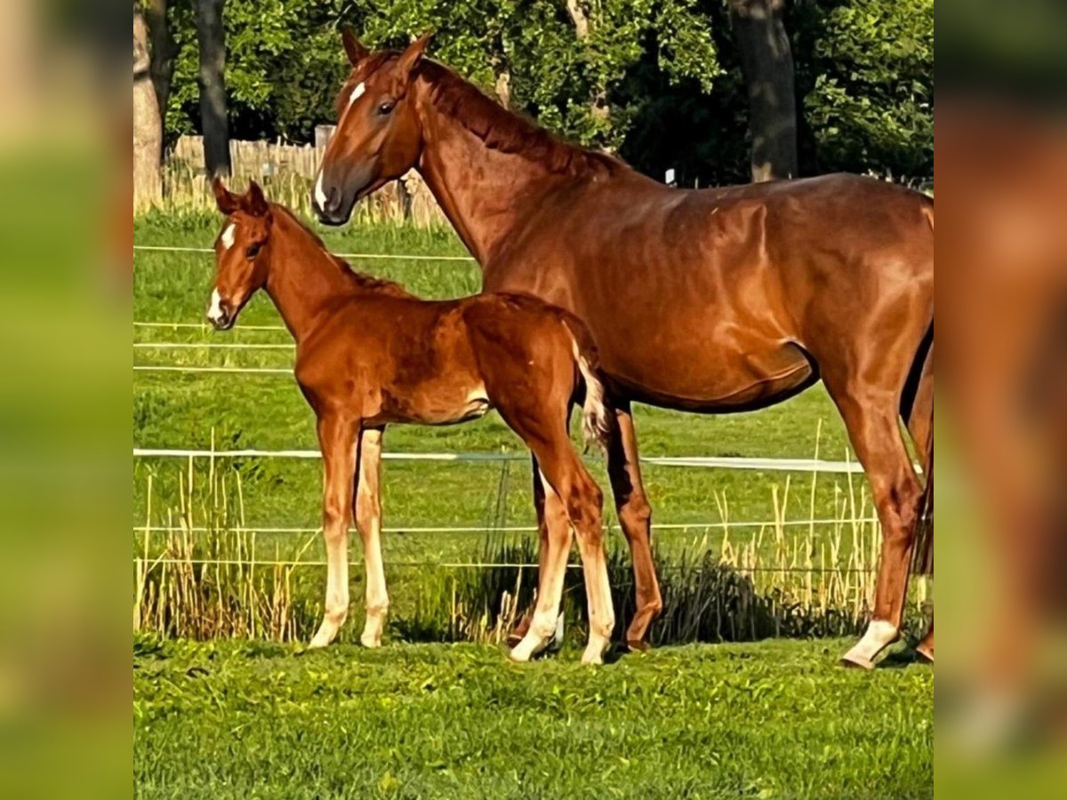 Hanoverian Stallion Foal (04/2025) Chestnut-Red in Gro&#xDF;heide