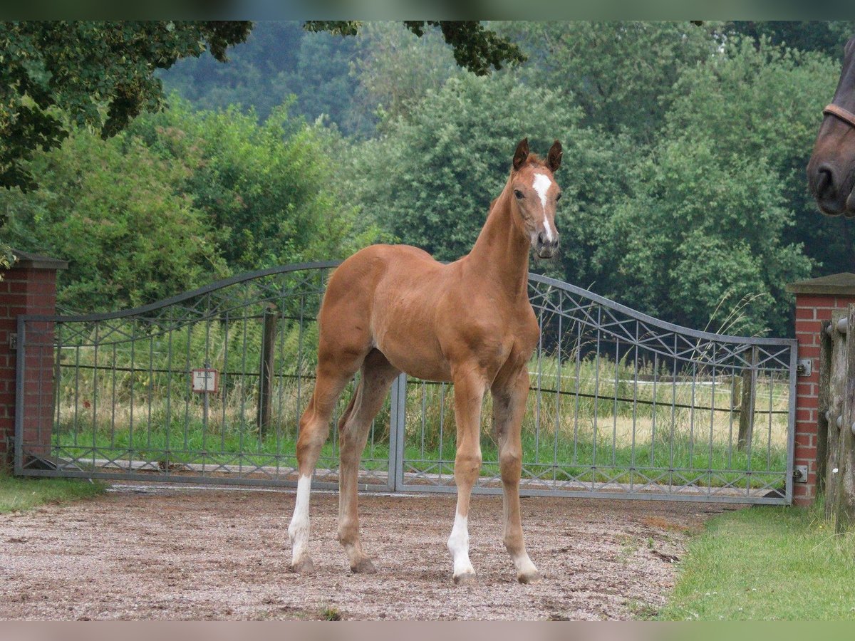 Hanoverian Stallion Foal (05/2024) Chestnut-Red in Petershagen