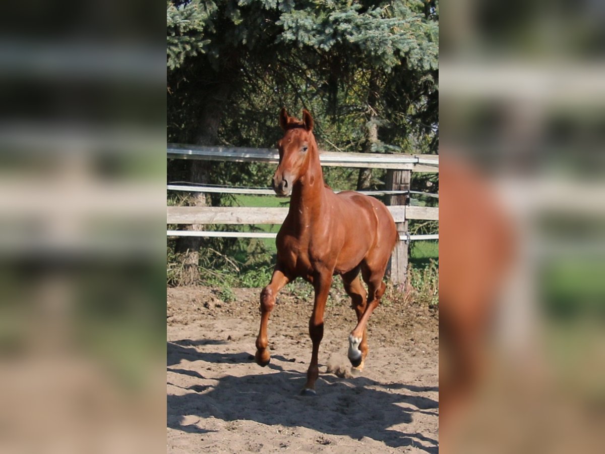 Hanoverian Stallion Foal (03/2024) Chestnut-Red in Kremmen