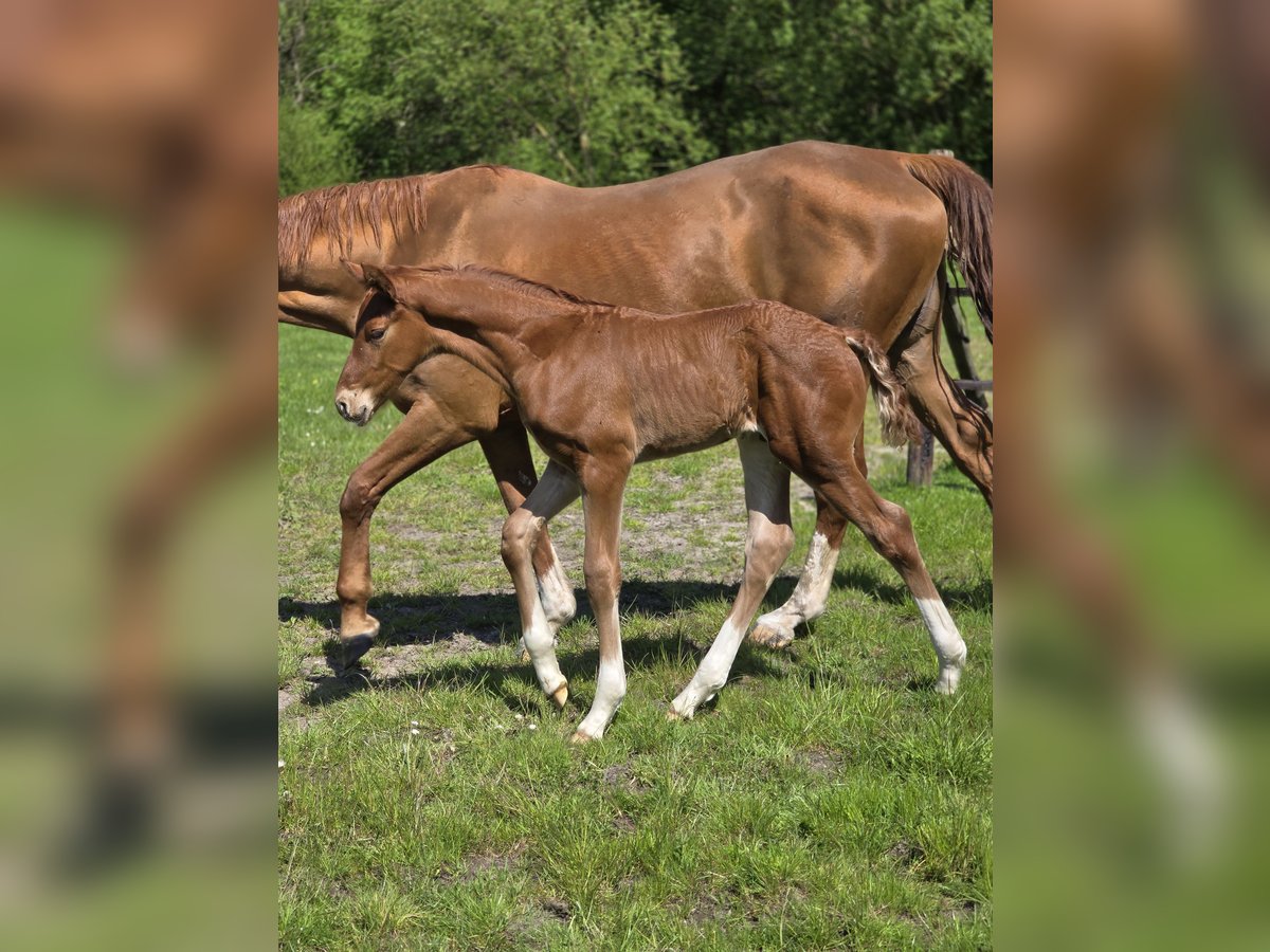 Hanoverian Stallion  Chestnut-Red in Lauenburg