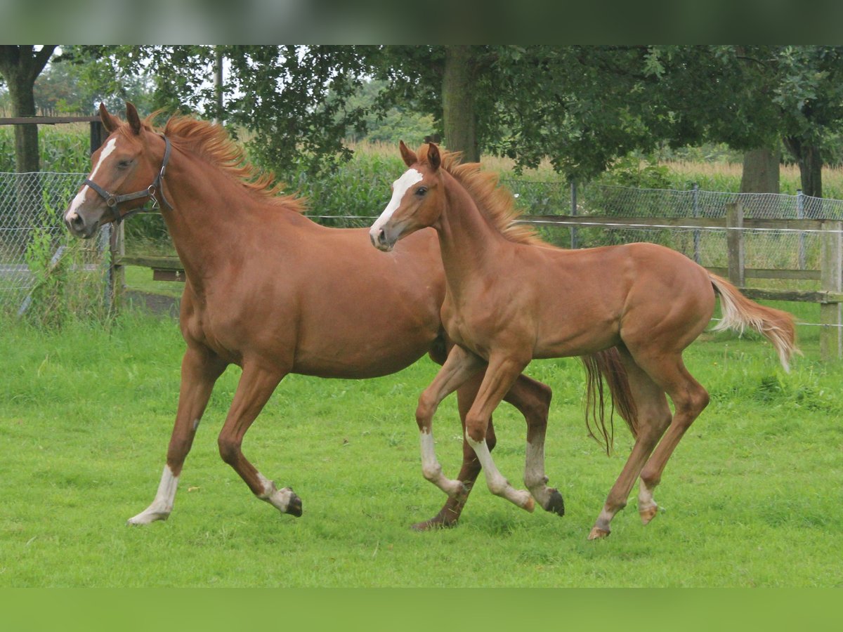 Hanoverian Stallion Foal (04/2024) Chestnut-Red in Obernkirchen