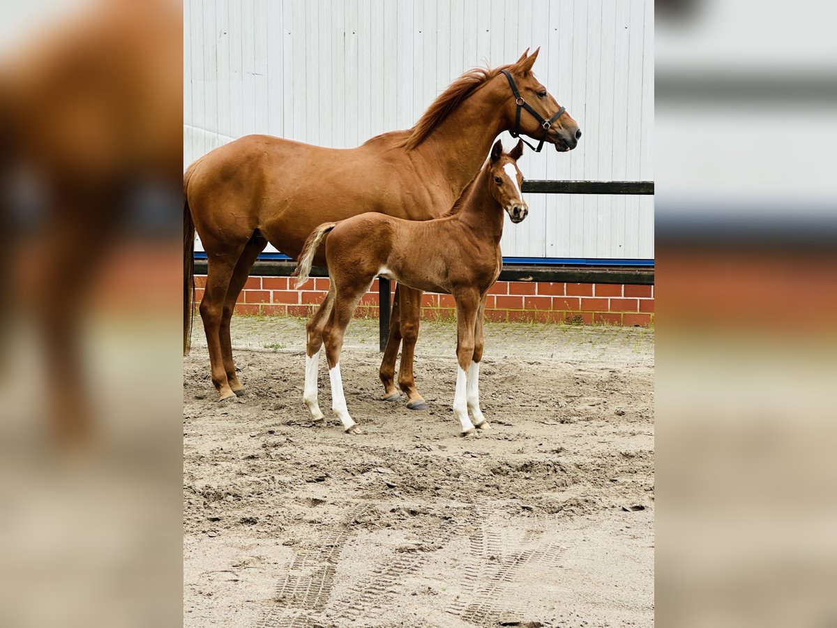 Hanoverian Stallion  Chestnut-Red in Barnstorf