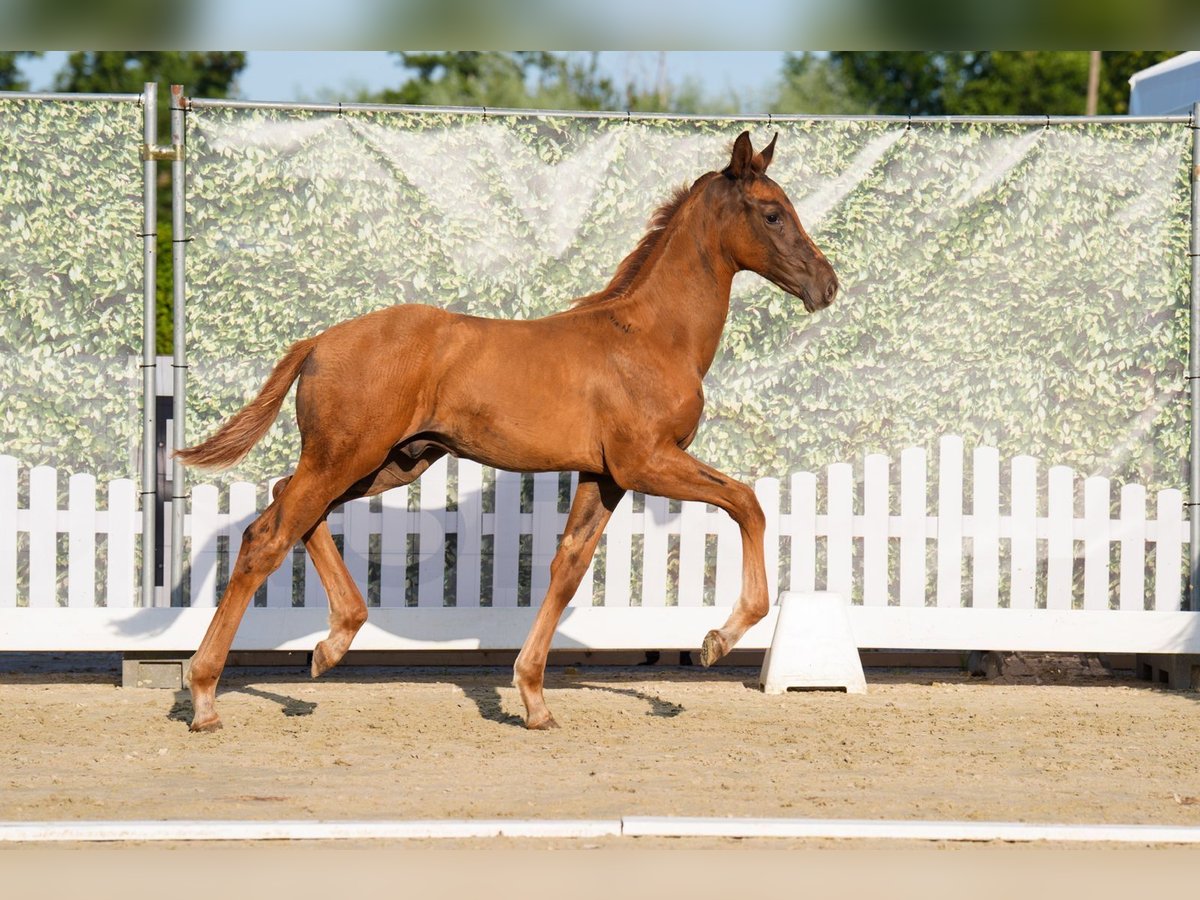 Hanoverian Stallion Foal (05/2025) Chestnut-Red in Marl