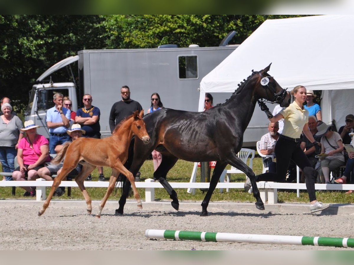 Hanoverian Stallion Chestnut-Red in Norden Norden Hanoverian Stallion Chestnut-Red in Norden Norden