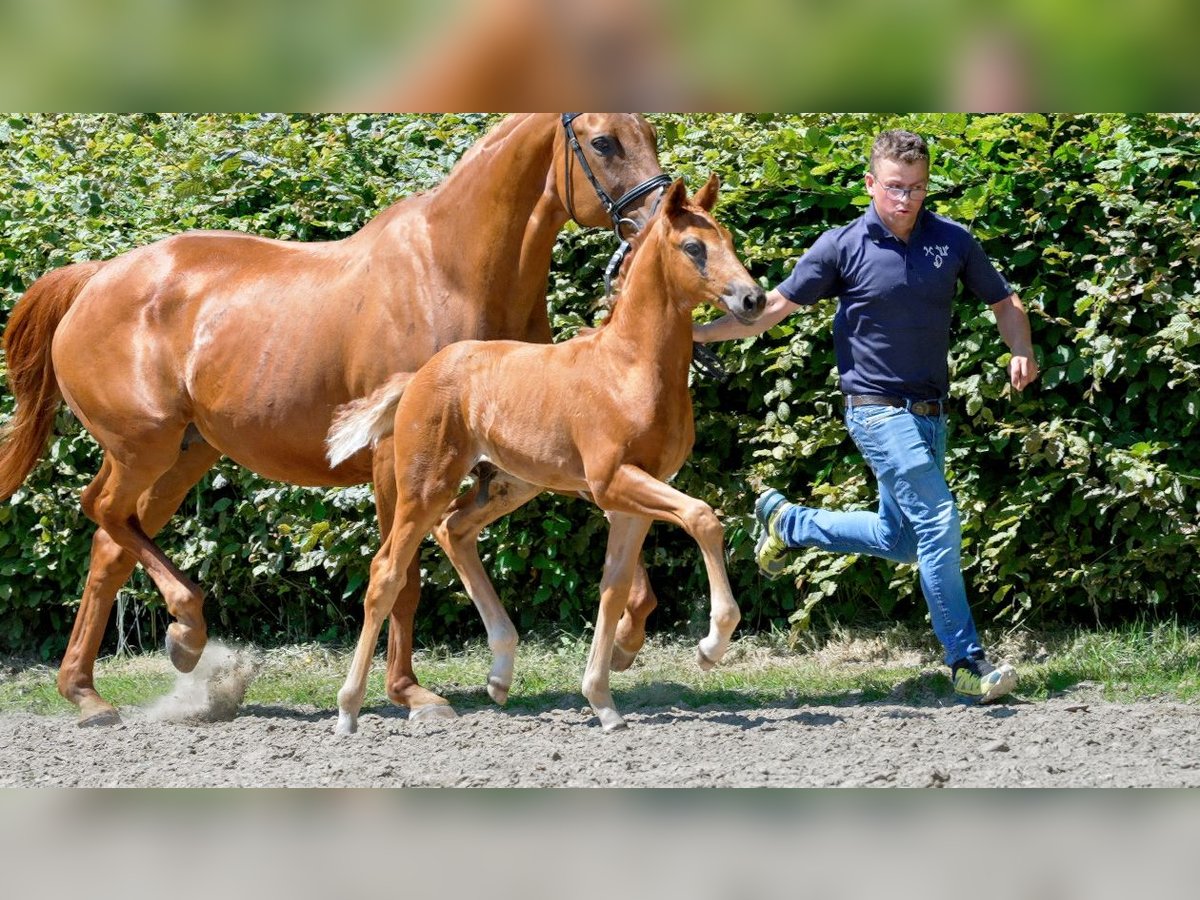 Hanoverian Stallion Foal (05/2024) Chestnut-Red in Pulheim