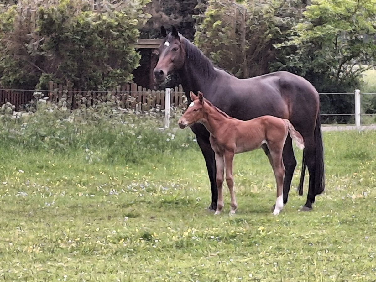 Hanoverian Stallion  Chestnut-Red in Raddestorf