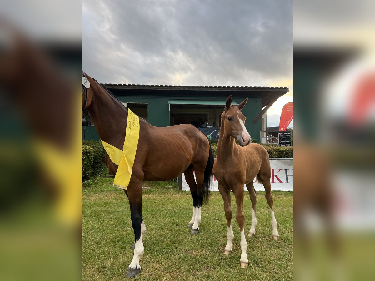 Hanoverian Stallion Foal (04/2024) Chestnut-Red in Regesbostel