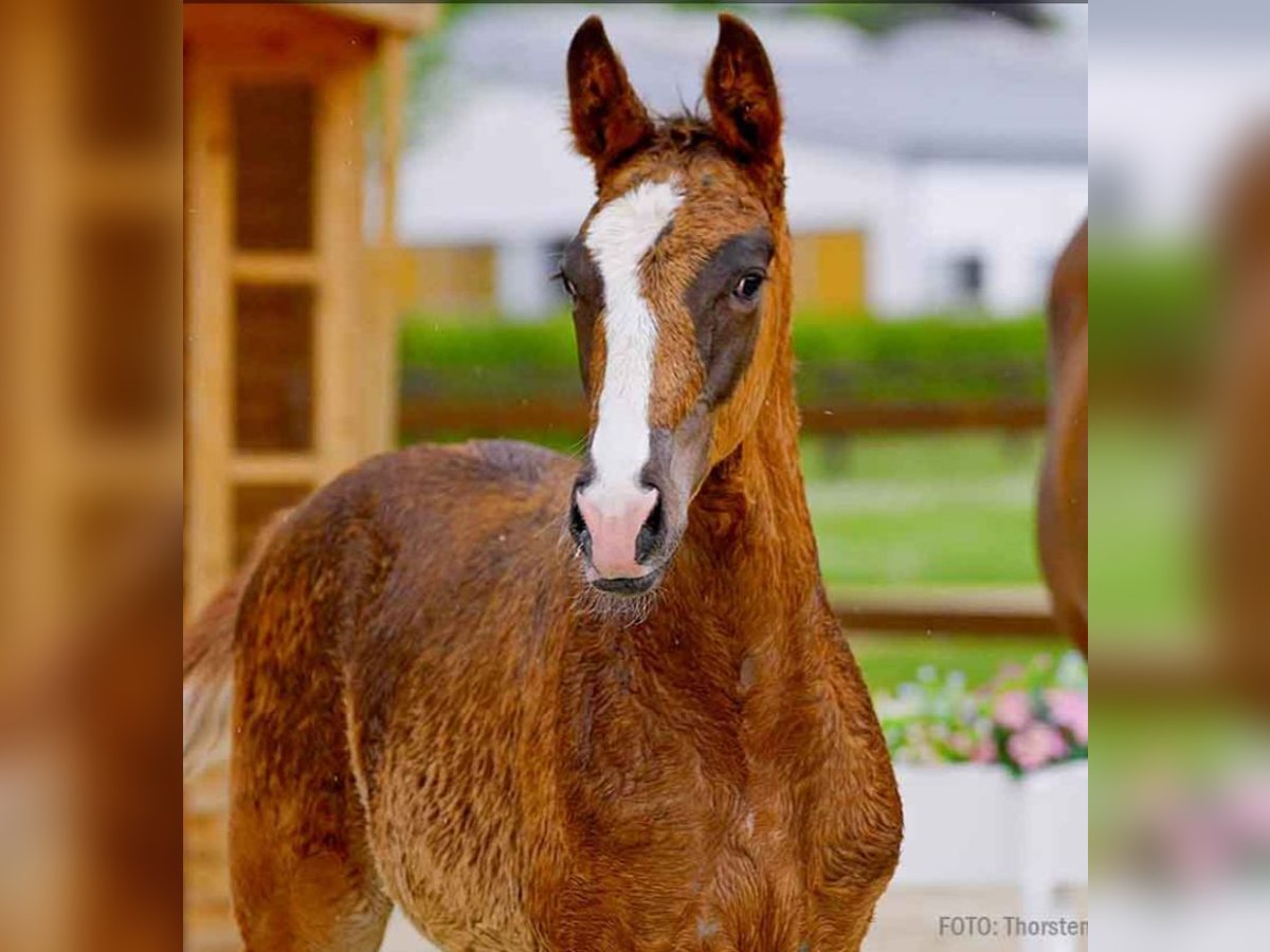 Hanoverian Stallion  Chestnut-Red in Verden (Aller)