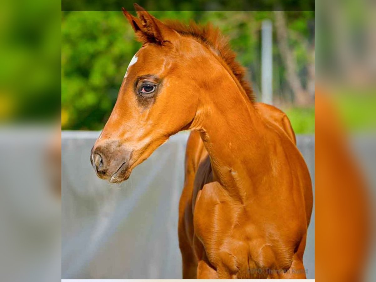 Hanoverian Stallion  Chestnut-Red in Verden (Aller)