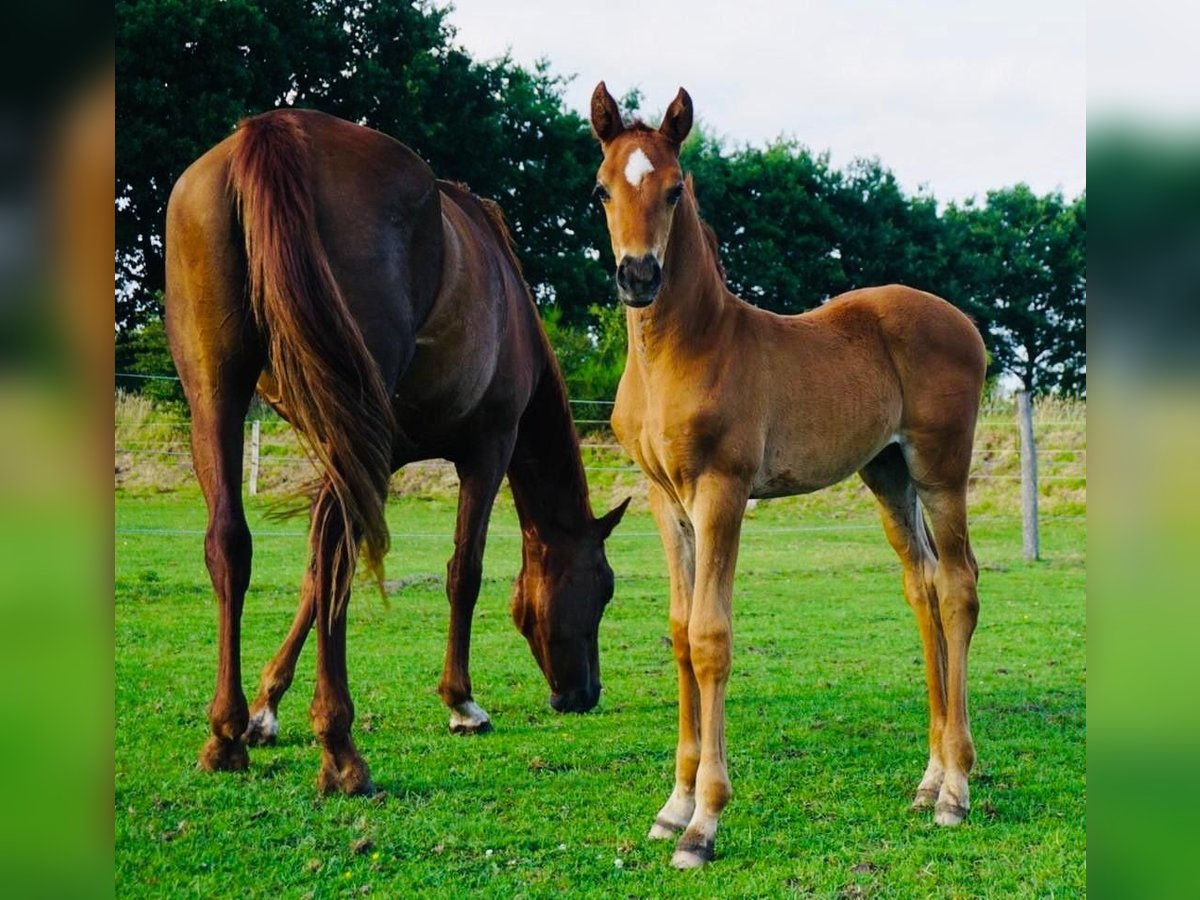 Hanoverian Stallion Foal (06/2025) Chestnut-Red in Westerstede