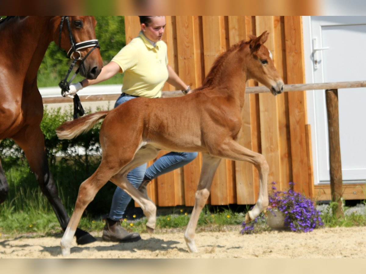 Hanoverian Stallion  Chestnut-Red in Wingst