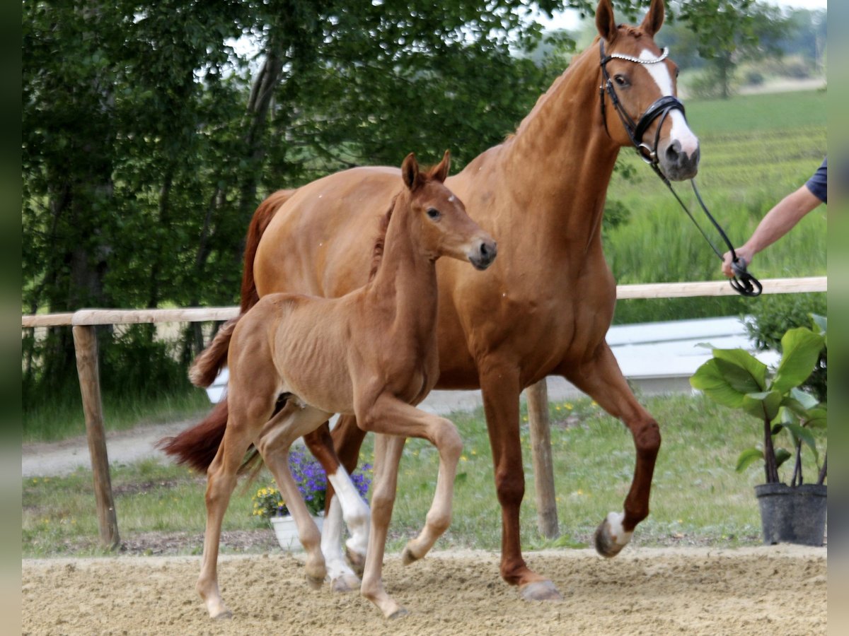 Hanoverian Stallion  Chestnut-Red in Wingst