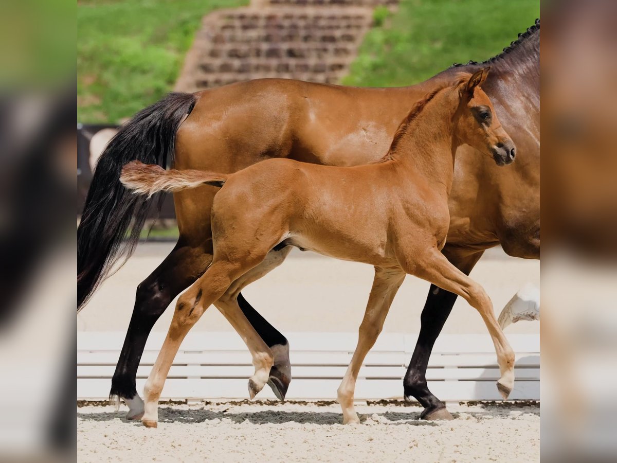 Hanoverian Stallion Foal (05/2025) Chestnut-Red in Calau