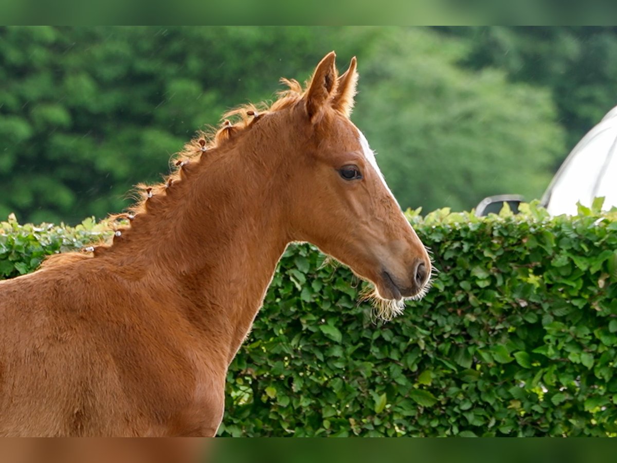 Hanoverian Stallion  Chestnut-Red in Celle