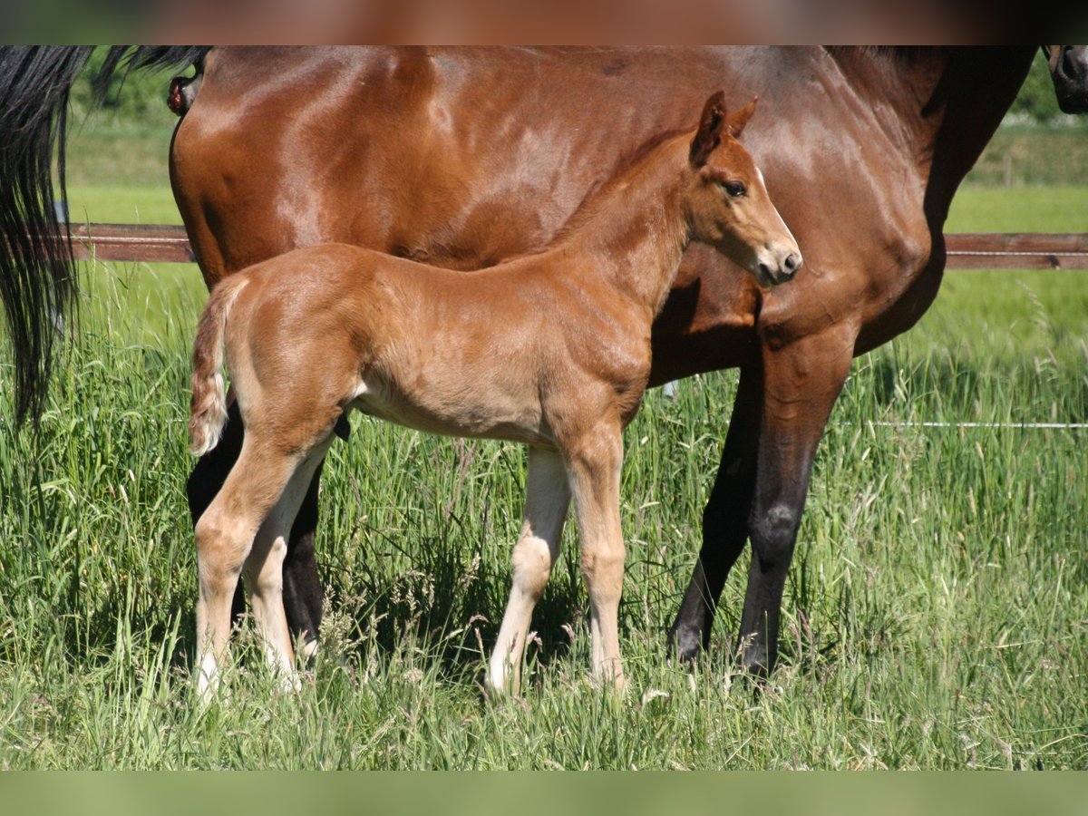 Hanoverian Stallion  Chestnut-Red in Blender