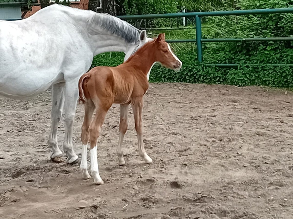 Hanoverian Stallion  Chestnut-Red in Celle