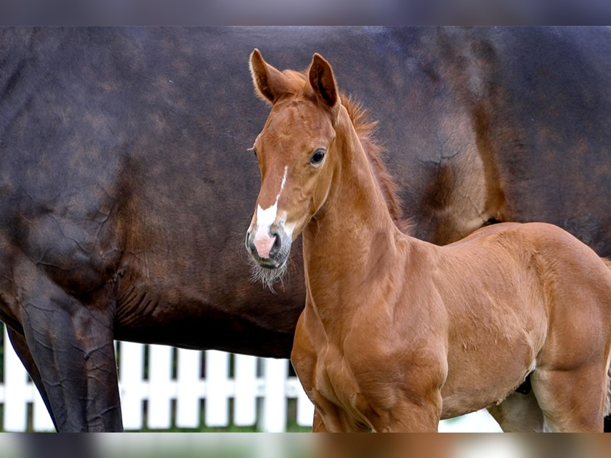 Hanoverian Stallion  Chestnut-Red in Celle