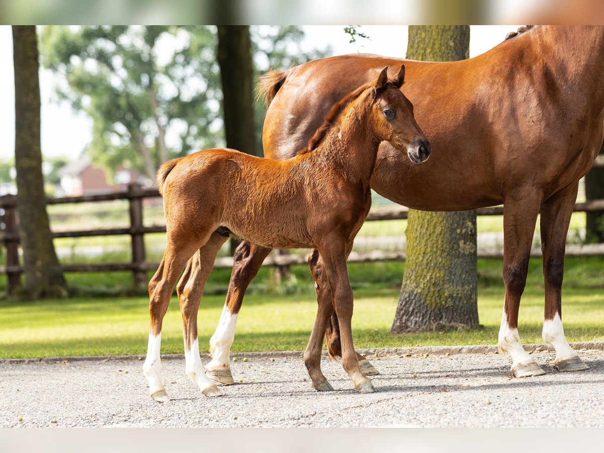 Hanoverian Stallion Foal (06/2025) Chestnut-Red in Bocholt