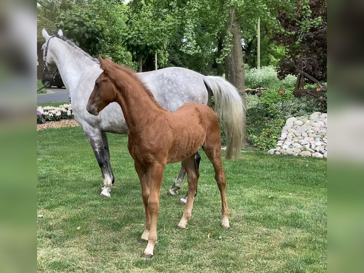 Hanoverian Stallion  Chestnut-Red in Warmsen