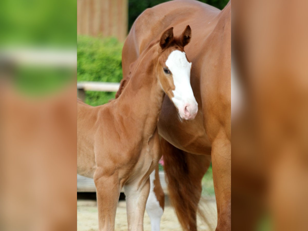 Hanoverian Stallion  Chestnut-Red in Wingst