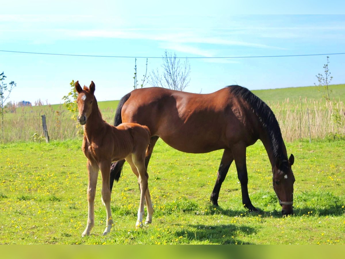 Hanoverian Stallion Foal (05/2025) Chestnut-Red in Wurster Nordseek&#xFC;ste