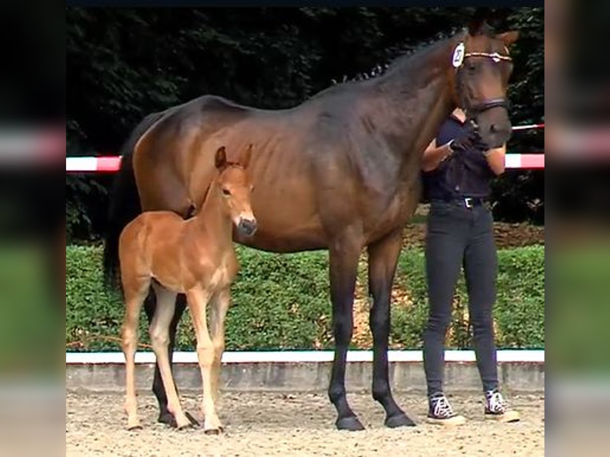 Hanoverian Stallion Foal (06/2025) Chestnut in Neustadt am R&#xFC;benberge