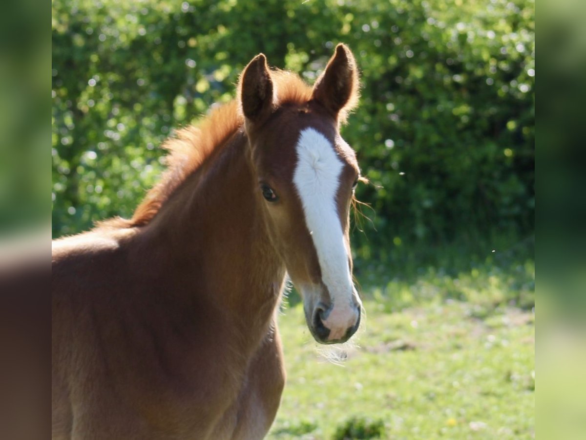 Hanoverian Stallion Foal (04/2025) Chestnut in Neustadt am R&#xFC;benberge
