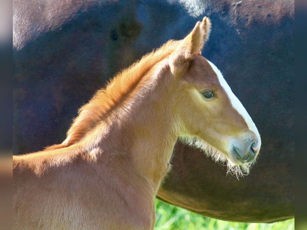 Hanoverian Stallion  Chestnut in Neustadt am Rübenberge