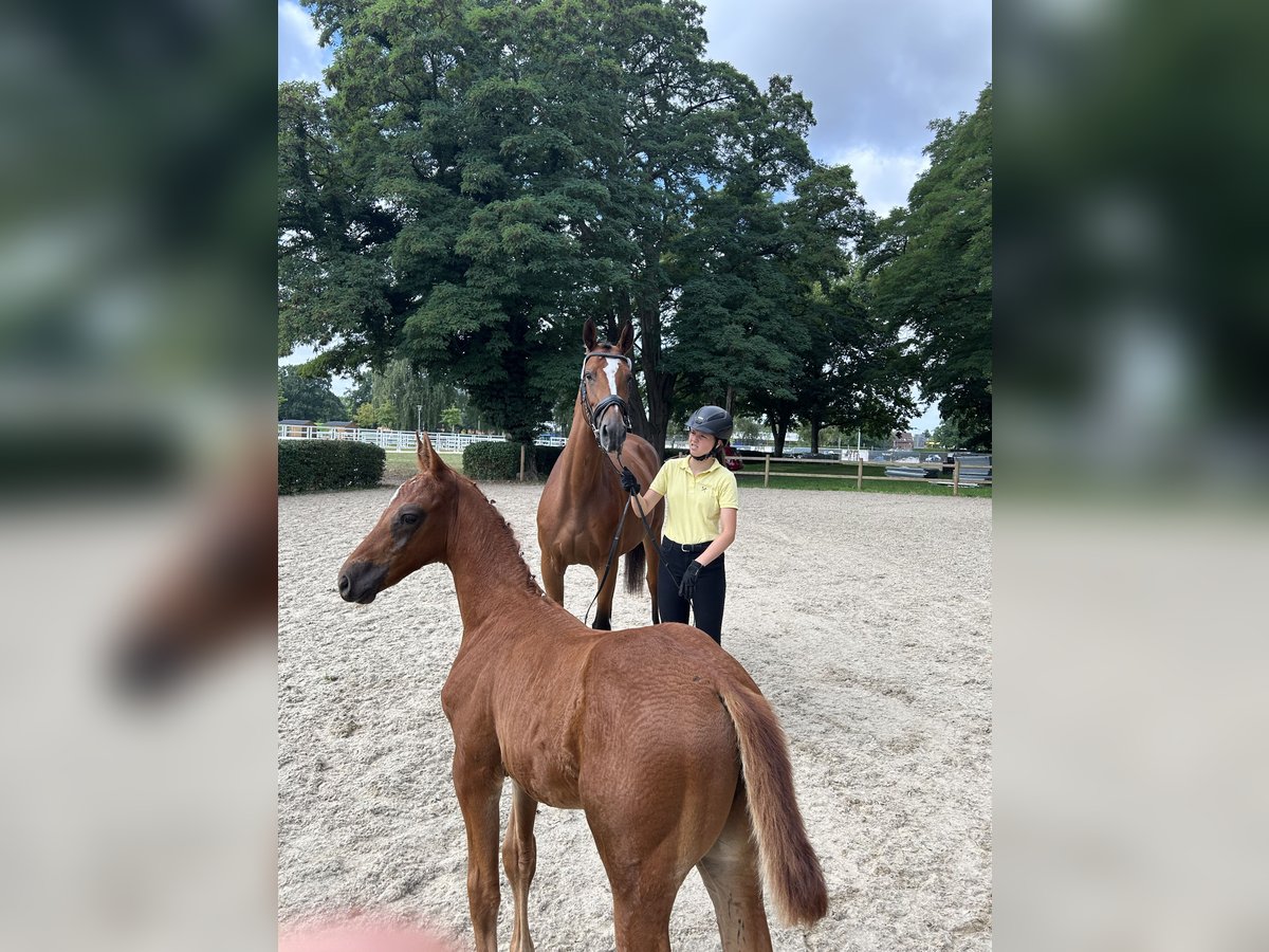 Hanoverian Stallion Foal (05/2025) Chestnut in Hohenhameln