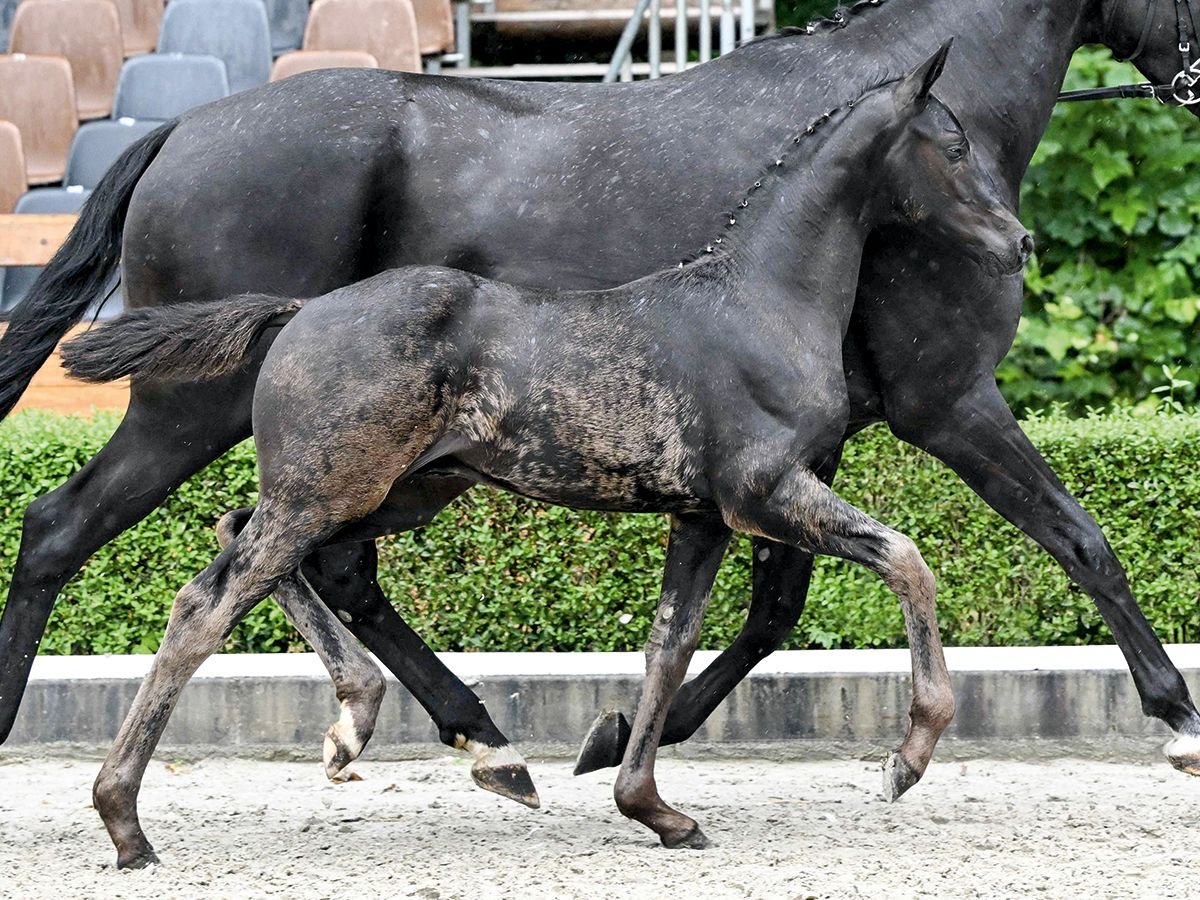 Hanoverian Stallion Foal (04/2025) in Bad Bevensen