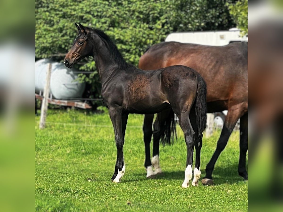 Hanoverian Stallion Foal (01/2025) in Aurich