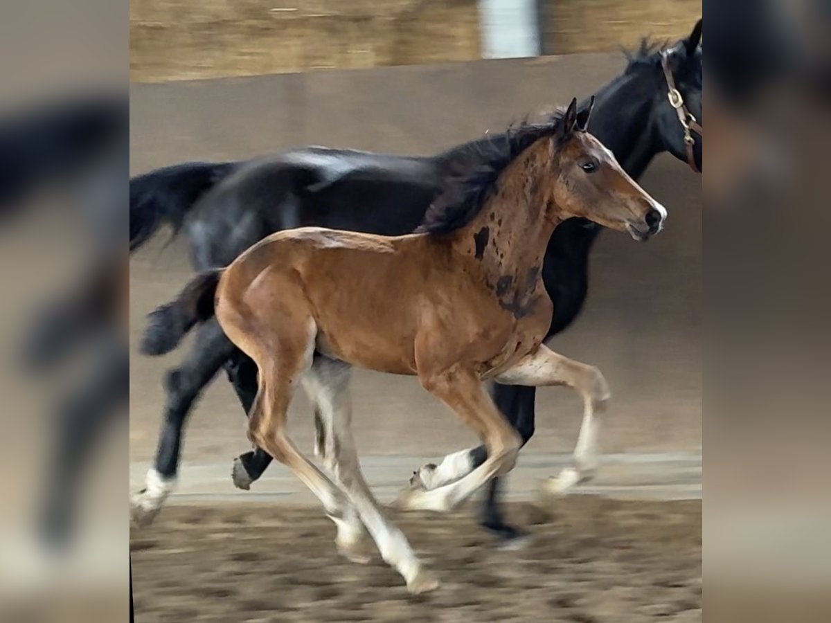 Hanoverian Stallion Foal (05/2025) in Vechta