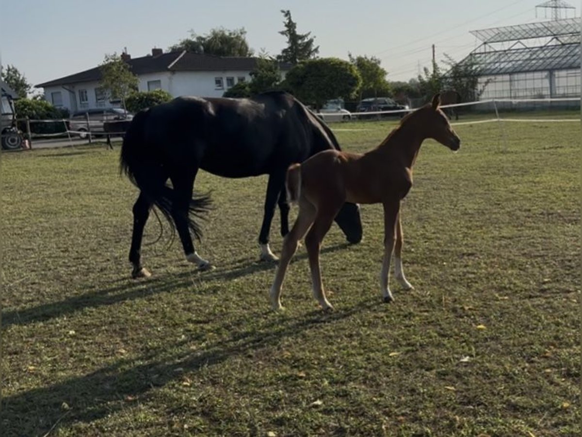 Hanoverian Stallion Foal (07/2025) in Hainburg