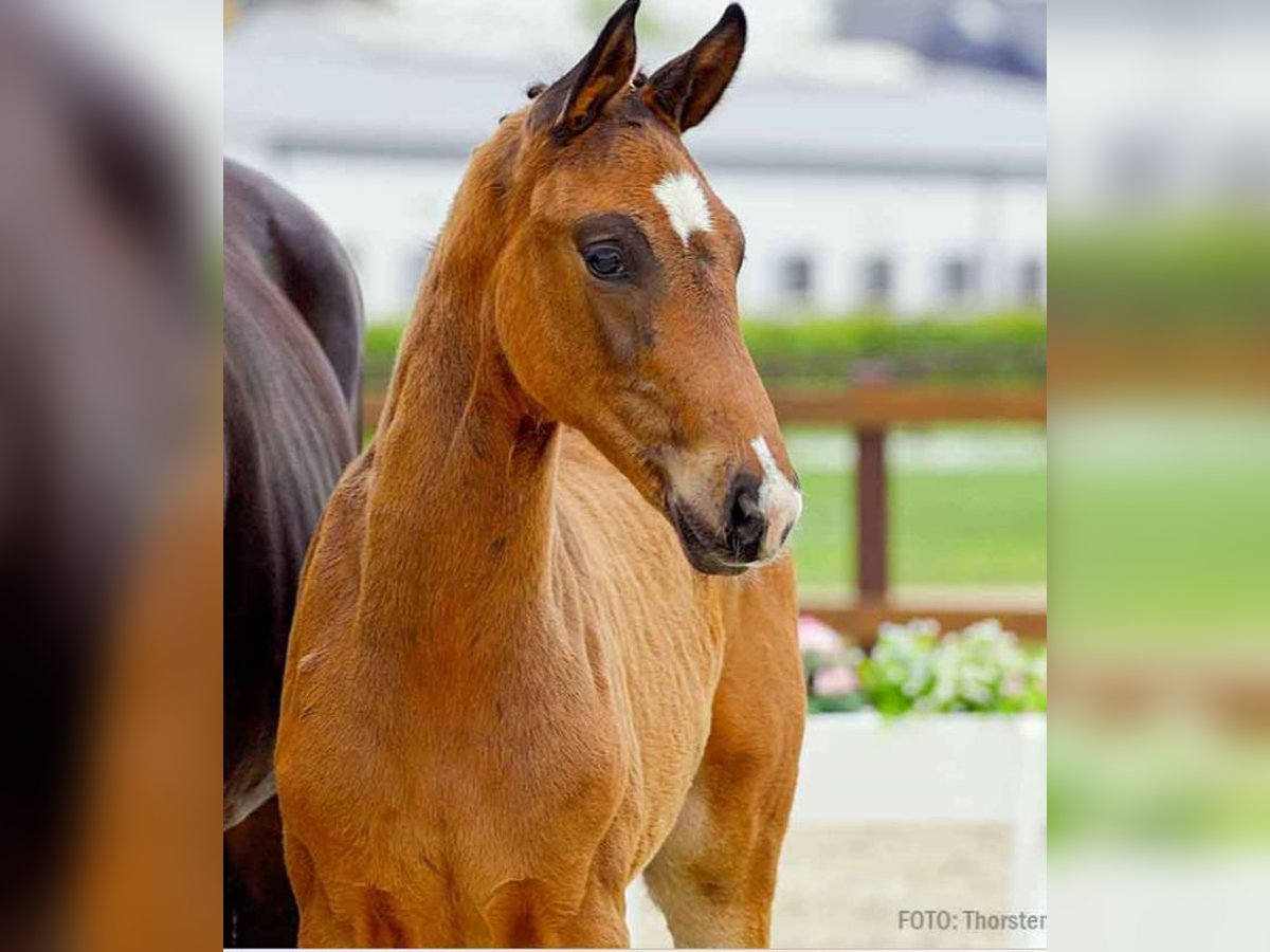 Hanoverian Stallion  in Verden (Aller)