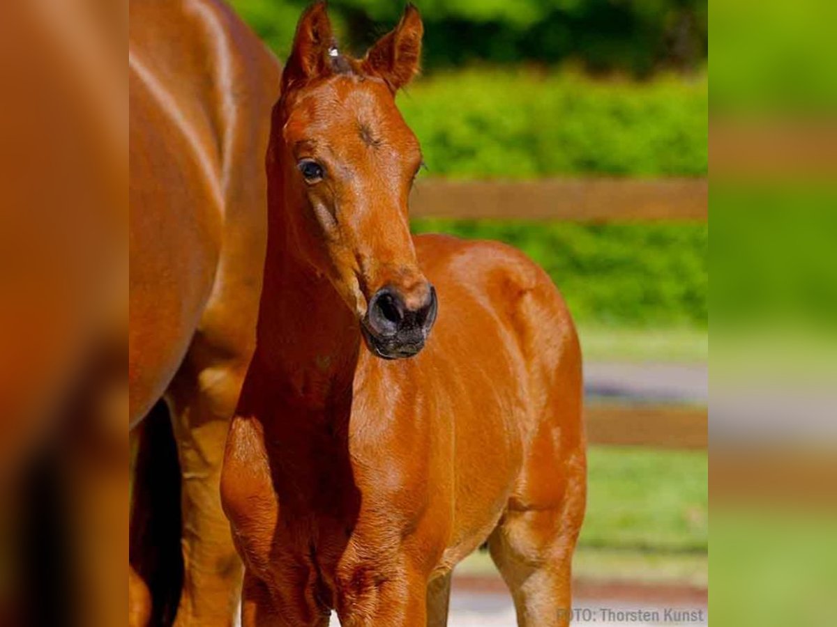 Hanoverian Stallion  in Verden (Aller)