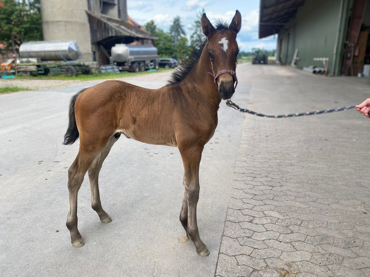 Hanoverian Stallion  in Meine