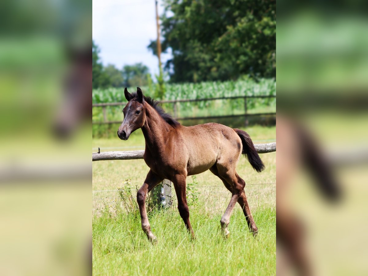 Hanoverian Stallion  Gray-Dapple in Bispingen