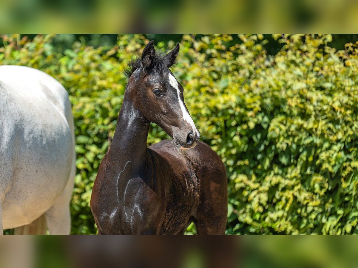 Hanoverian Stallion Foal (01/2024) Gray in Mönchengladbach